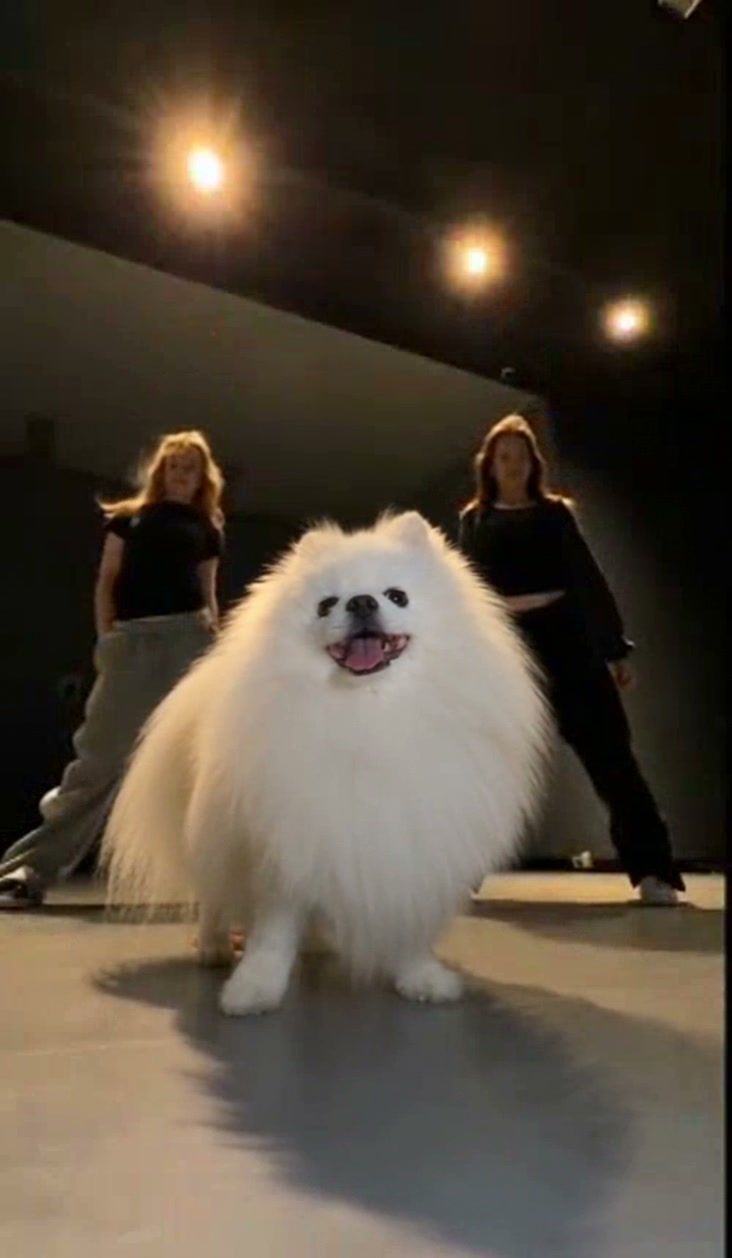 Keep the duet behind the dog
