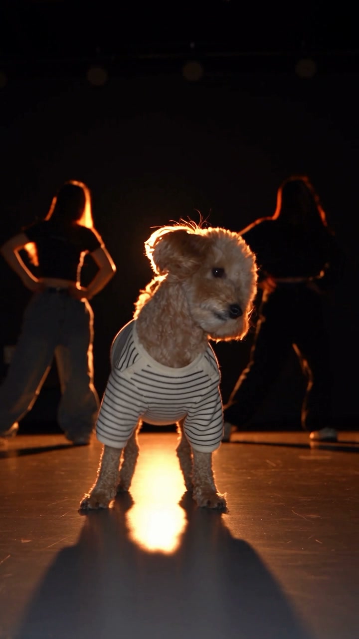 Single Ladies Dog AI: Give the center of the stage to your pet