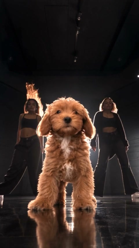 Single Ladies Dog AI